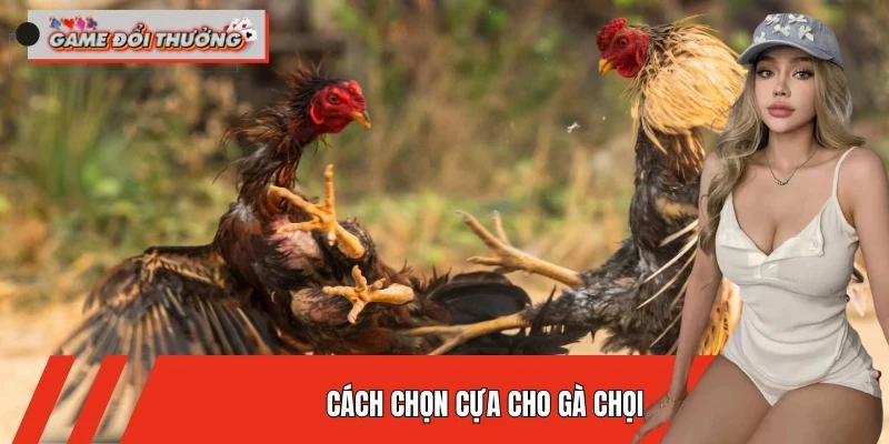 Cách Chọn Cựa Cho Gà Chọi - Chuẩn Xác Theo Từng Thế Đá