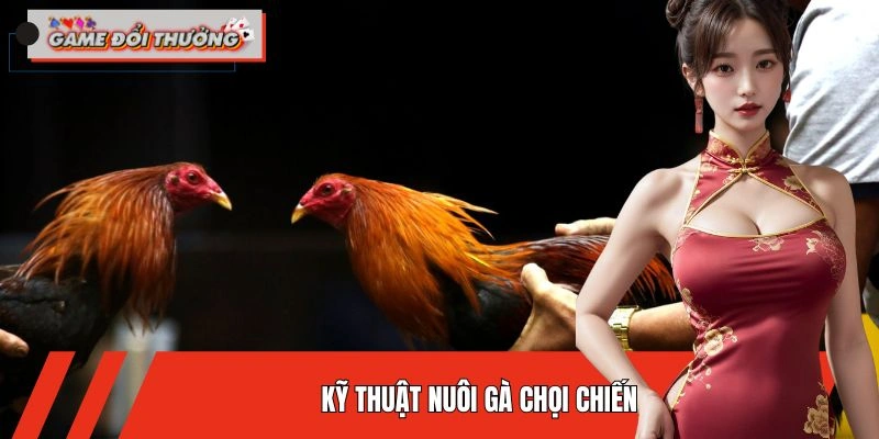 Kỹ Thuật Nuôi Gà Chọi Chiến Khỏe Mạnh, Sung Mãn Và Bền Đòn